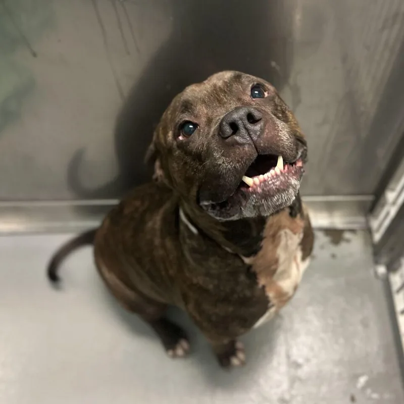 An adult small-sized male Brindle Mixed Breed dog named Pup Tart for adoption in Davenport, IA