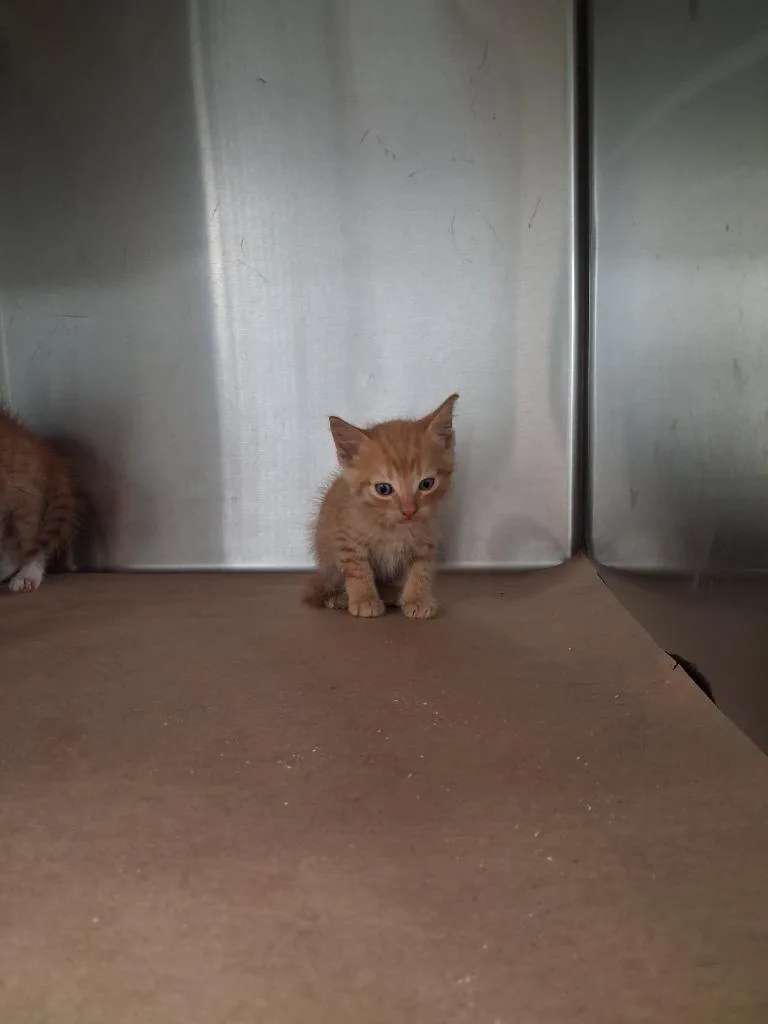 A baby large-sized male Domestic Short Hair cat named Fry for adoption in Cartersville , GA
