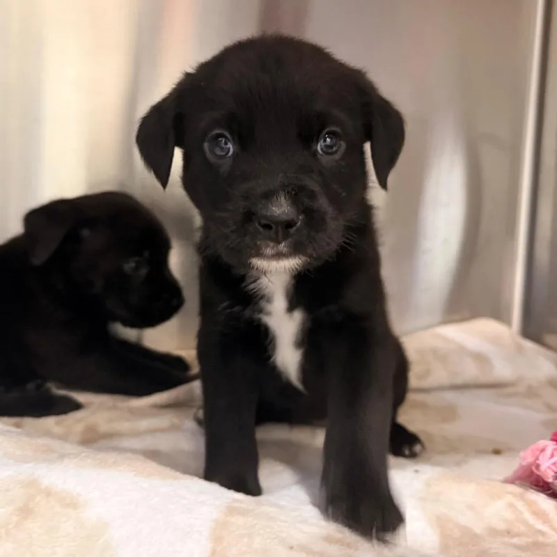A baby small-sized male Black Mixed Breed dog named Bratwurst for adoption in Deerfield, IL