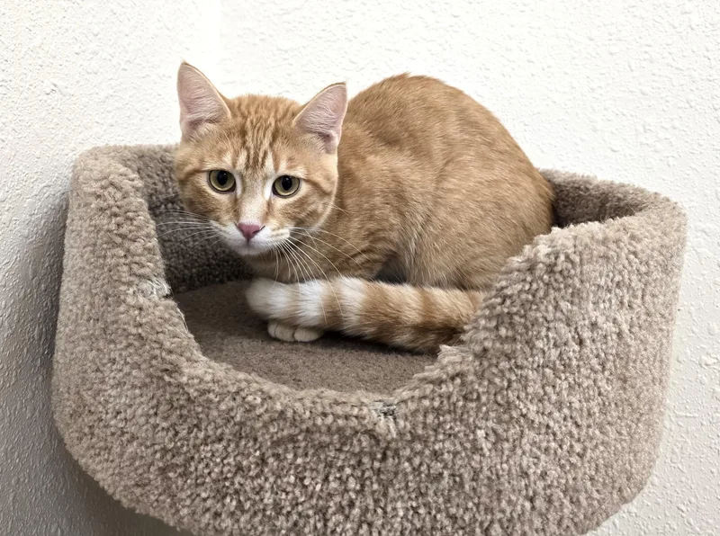 Simon