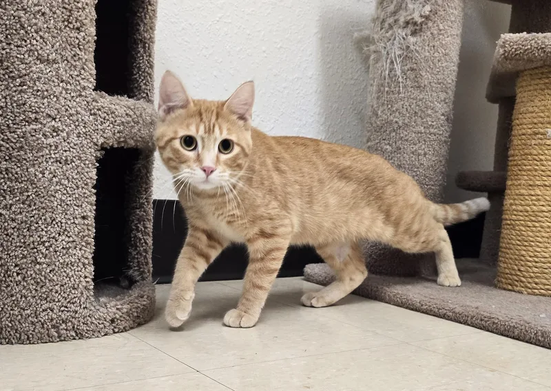 Simon thumbnail 3