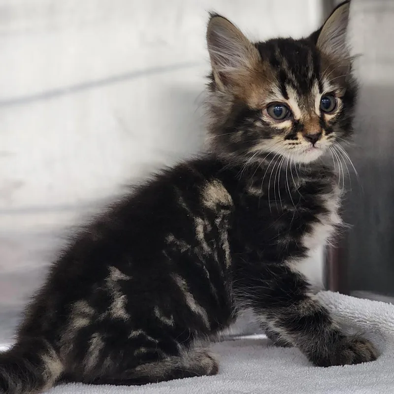 A baby small-sized male Gray / Blue / Silver Domestic Short Hair cat named Floyd for adoption in Auburn, AL