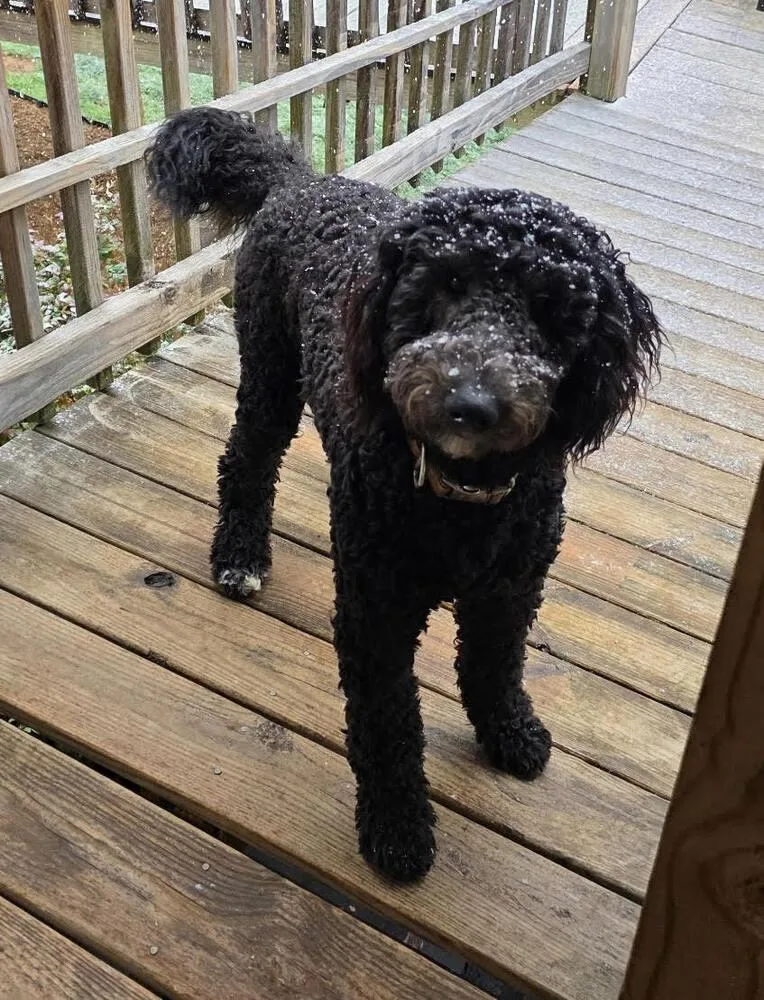 A young medium-sized male Black Goldendoodle dog named Ozzy for adoption in Chattanooga, TN