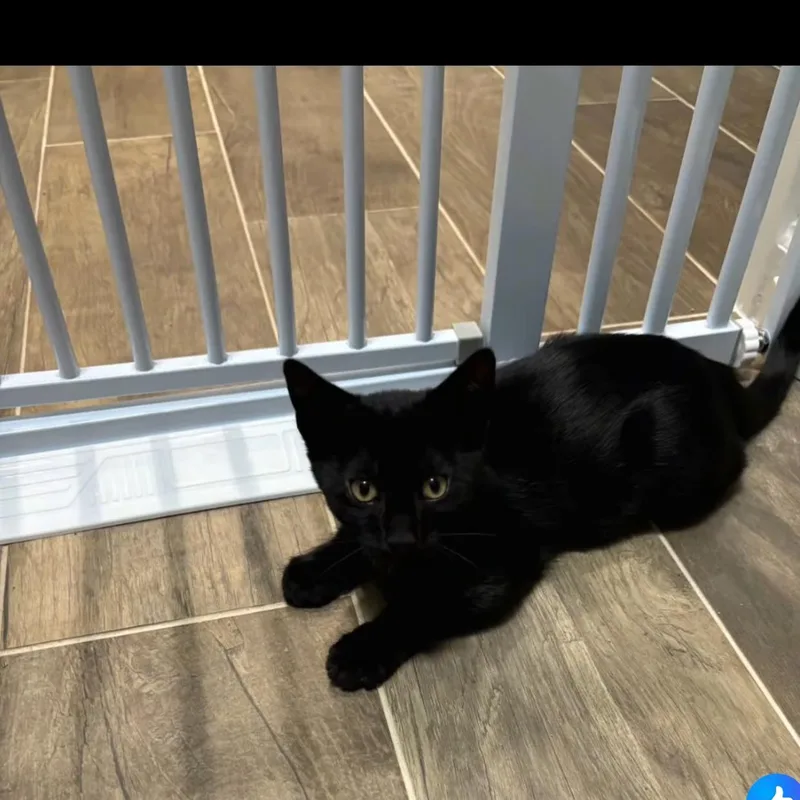 A baby medium-sized male Black Domestic Short Hair cat named Sunbeam for adoption in Denver, NC