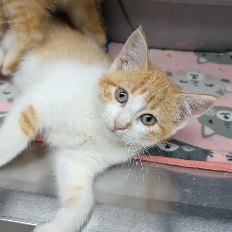 A baby small-sized female Orange / Red Domestic Short Hair cat named Platy for adoption in Detroit Lakes, MN