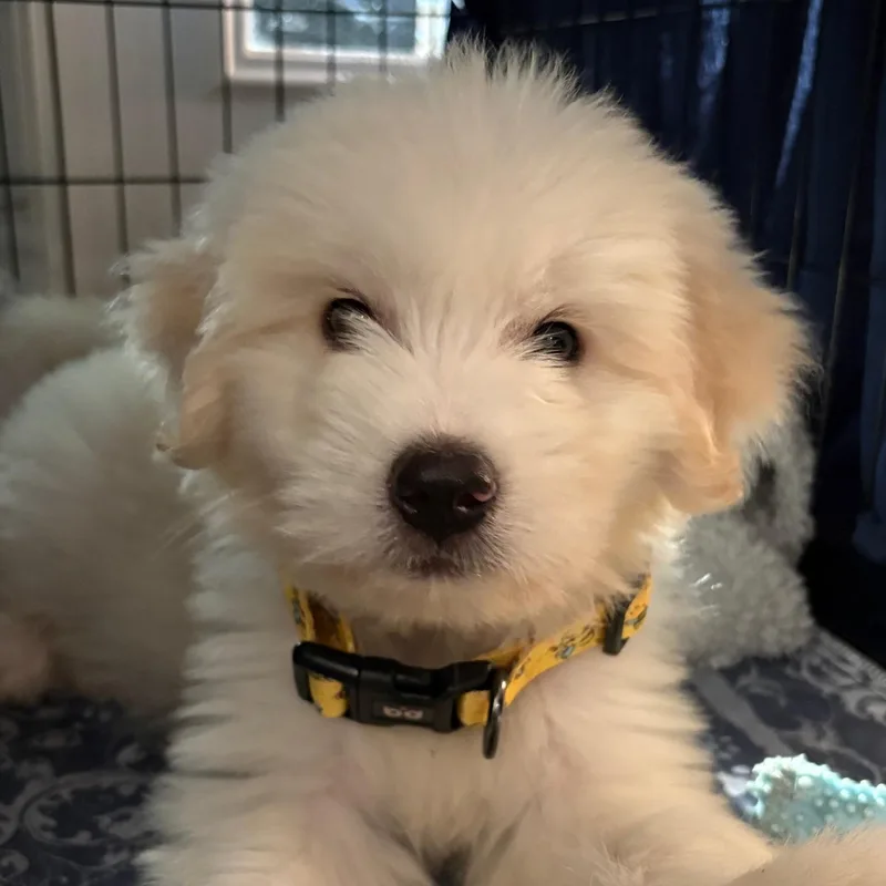 A baby large-sized female Great Pyrenees dog named Agnes for adoption in Charlotte, NC
