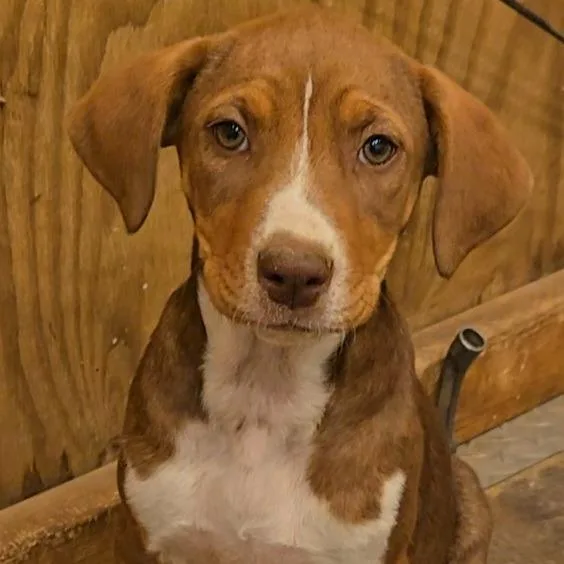 A baby medium-sized female Brown / Chocolate Australian Shepherd dog named Fanta for adoption in Brownsboro, AL