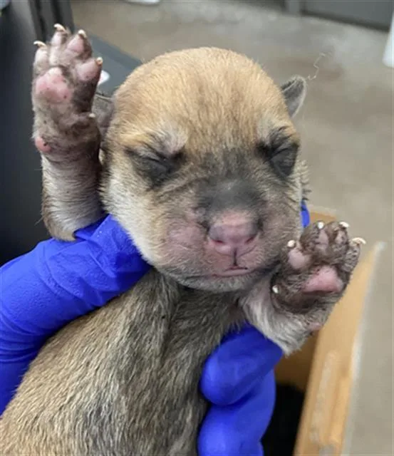 A baby large-sized female Mixed Breed dog named Penne for adoption in Dallas, TX