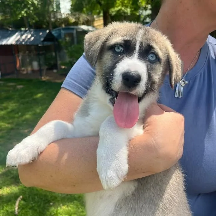 A baby large-sized female Brown / Chocolate Mixed Breed dog named Willow for adoption in Fredericksburg, VA