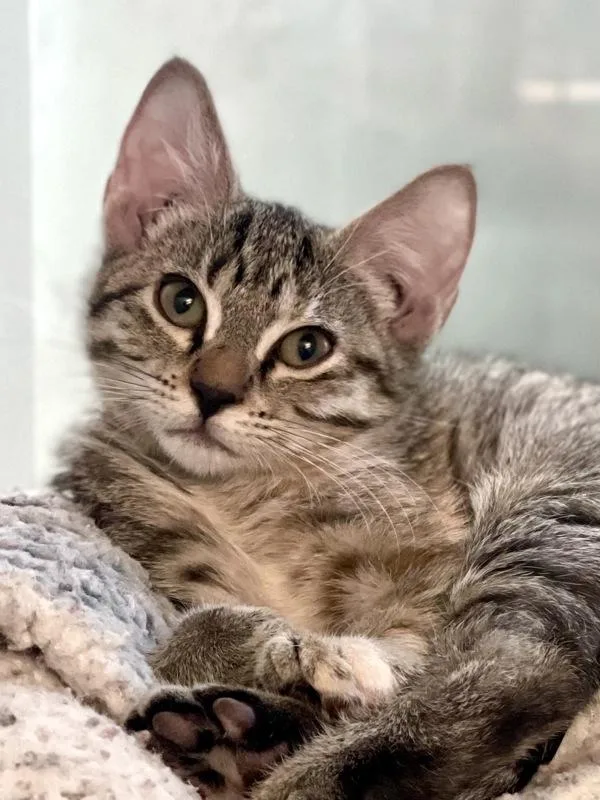 A baby small-sized female Domestic Short Hair cat named Jasmine for adoption in Austin, TX