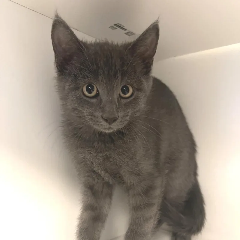 A baby small-sized female Gray / Blue / Silver Domestic Short Hair cat named Blair for adoption in Chaska, MN