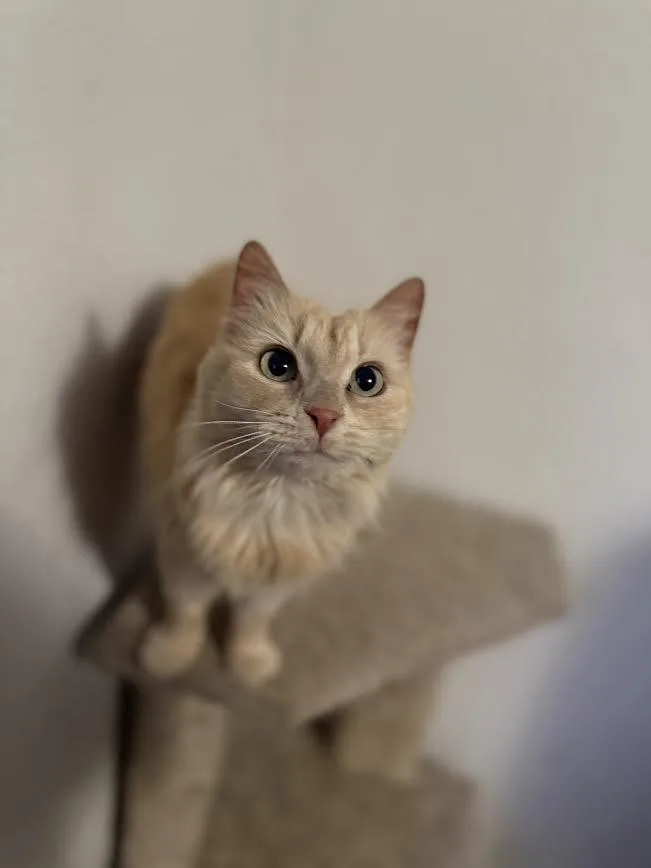 A senior medium-sized female Orange / Red American Shorthair cat named Laura for adoption in Fertile, MN