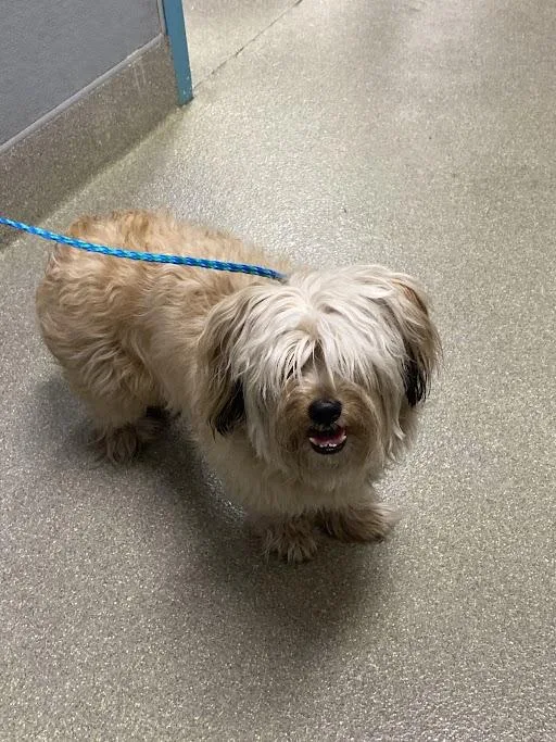 An adult medium-sized male Maltese dog named Surfer for adoption in Las Vegas, NV