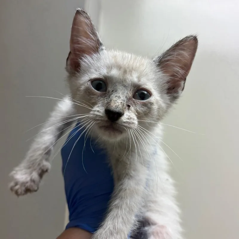 A baby small-sized male Brown / Chocolate Domestic Short Hair cat named Reef for adoption in Columbus, GA