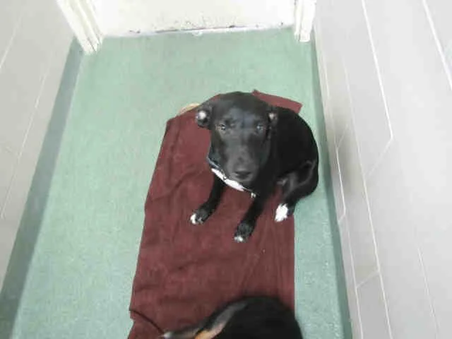 An adult medium-sized male Mixed Breed dog named Shadow for adoption in Santa Fe, NM