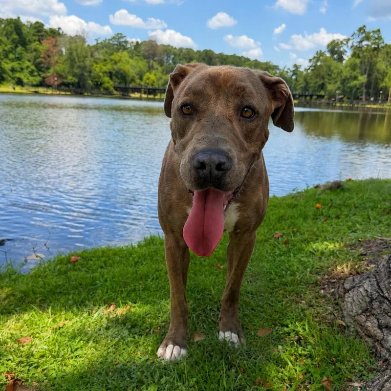An adult large-sized female Brindle Mixed Breed dog named Sassy for adoption in Naples, FL