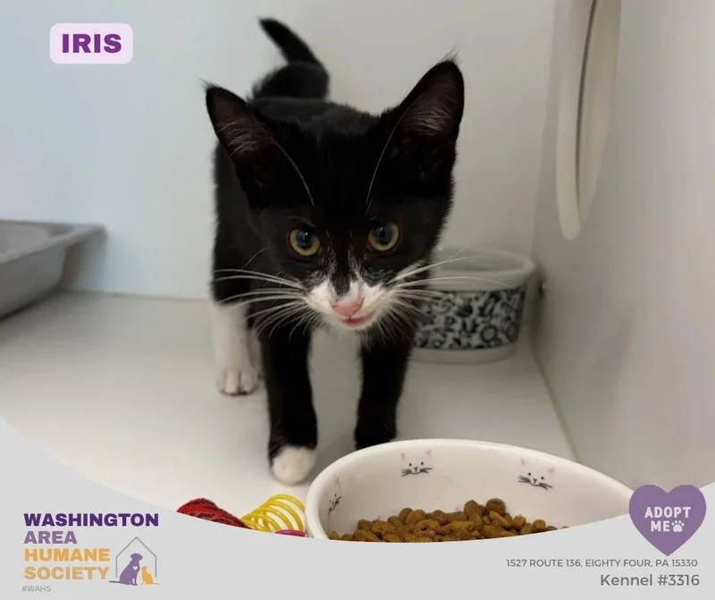 A baby small-sized female Black & White / Tuxedo Domestic Short Hair cat named Iris for adoption in Eighty Four, PA