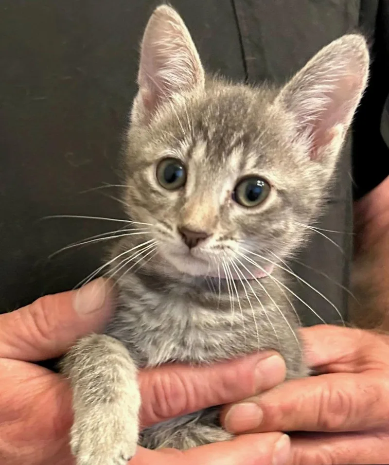 A baby medium-sized female Domestic Short Hair cat named Hannah for adoption in Campbell, CA