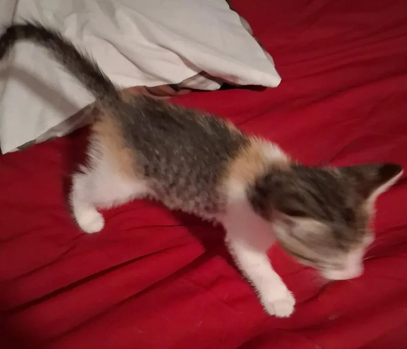 A baby small-sized female Orange & White Domestic Short Hair cat named Sarong for adoption in Shawnee, OK
