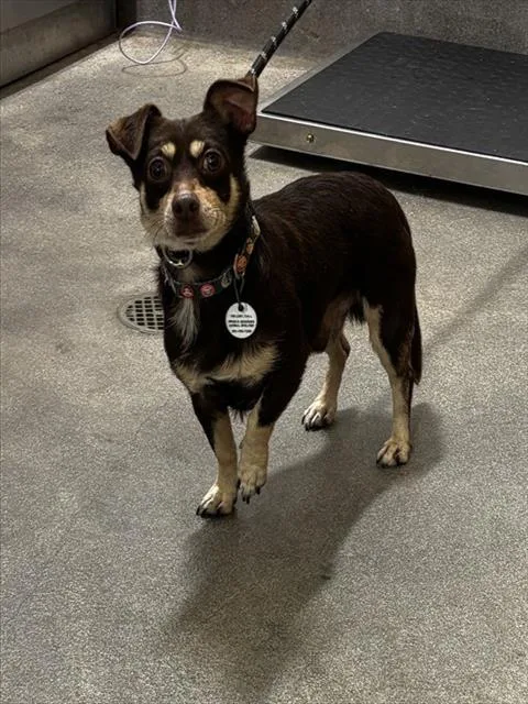 An adult small-sized male Chihuahua dog named Davin for adoption in Upper Marlboro, MD