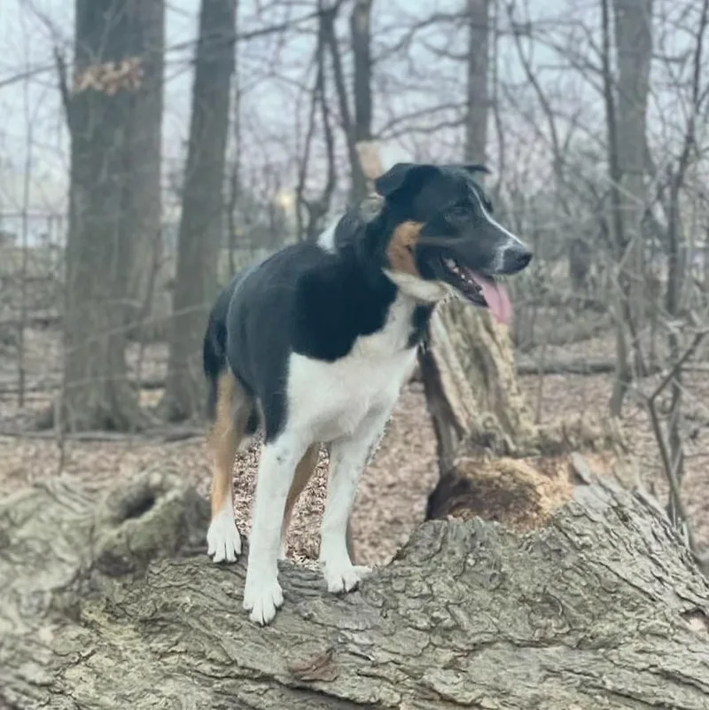 Enzo