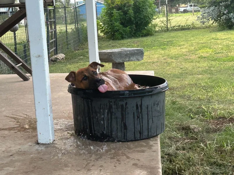A baby medium-sized female Red / Chestnut / Orange American Staffordshire Terrier dog named Cora for adoption in Marion, TX