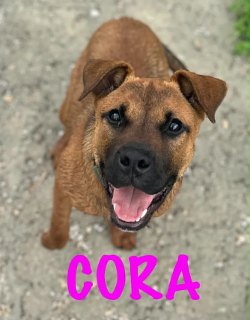 Cora thumbnail 3