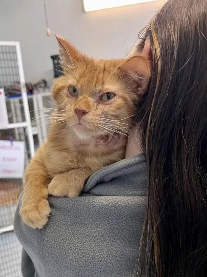 An adult small-sized male Domestic Short Hair cat named Simba for adoption in Covington, LA