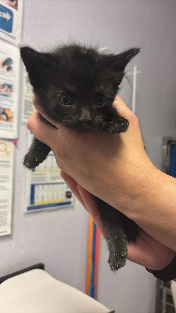 A baby small-sized male American Shorthair cat named IttyBitty for adoption in New Braunfels, TX