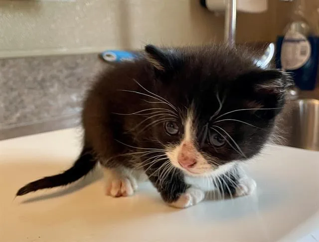 A baby medium-sized male Black & White / Tuxedo Domestic Long Hair cat named Trapper John for adoption in Clyde, NC