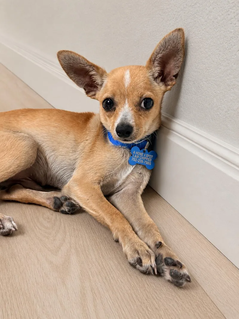 A baby small-sized female Golden Chihuahua dog named Robin for adoption in Las Vegas, NV