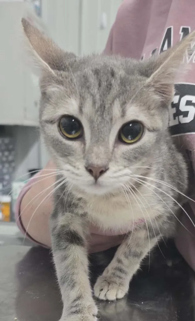 A young medium-sized male Domestic Short Hair cat named Astro for adoption in Hillsdale, IN