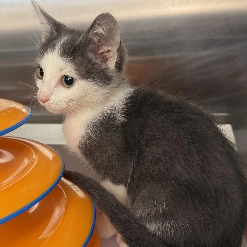A baby small-sized female Domestic Short Hair cat named Ginger Rogers for adoption in Los Angeles, CA
