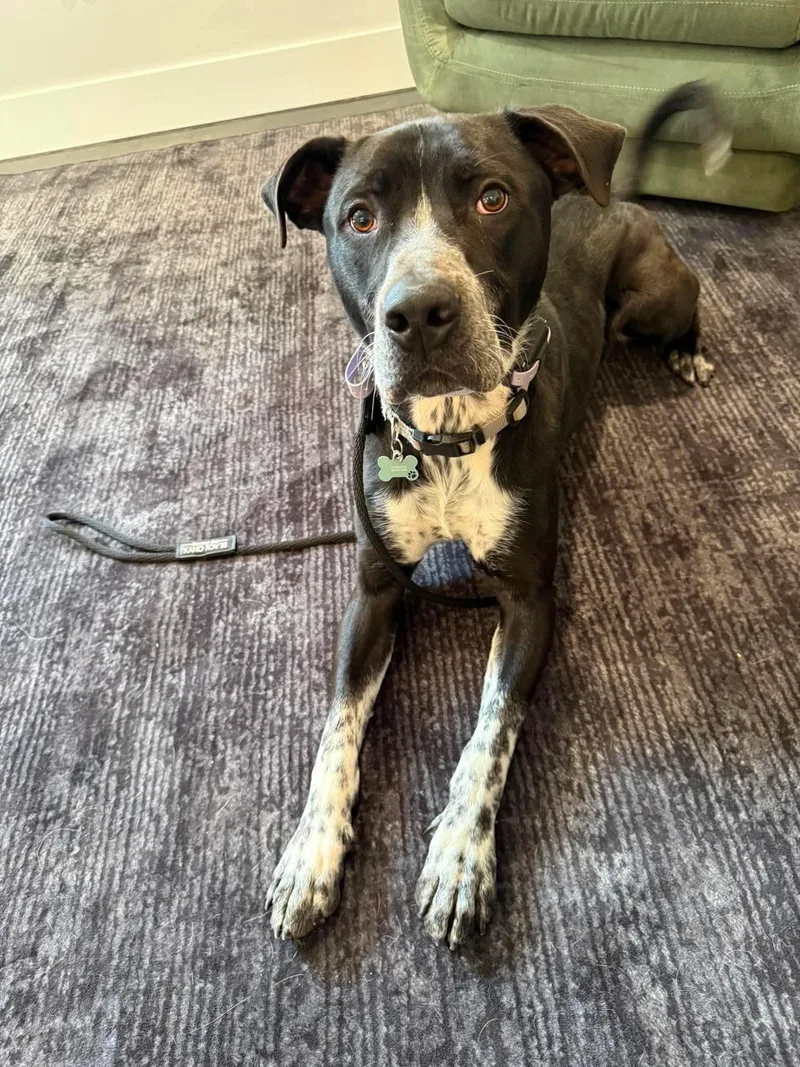 A baby medium-sized male Labrador Retriever dog named Bandit for adoption in Duluth, MN