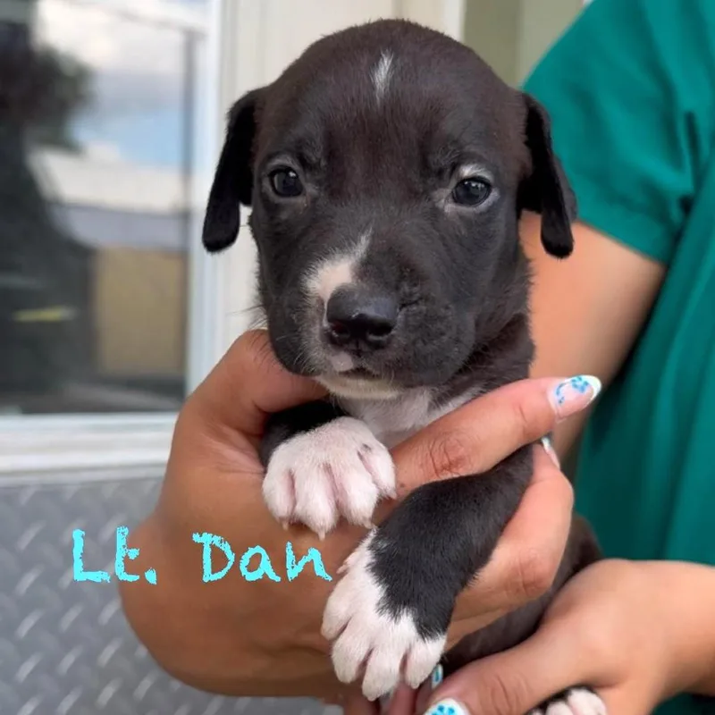 A baby medium-sized male Black American Staffordshire Terrier dog named Lieutenant Dan for adoption in Tampa, FL