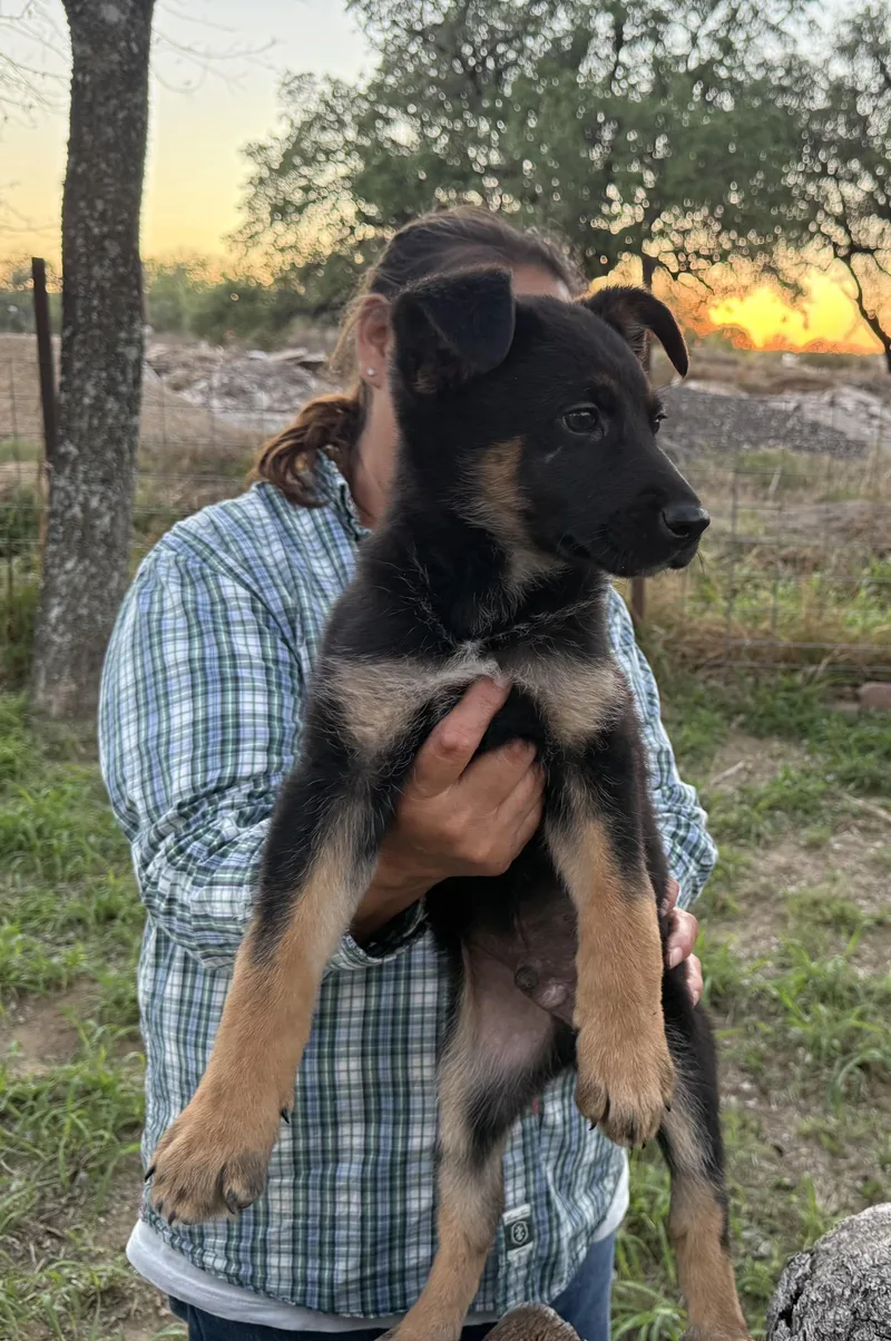 A baby large-sized male Tricolor (Brown, Black, & White) German Shepherd Dog dog named Max for adoption in Brookeville, MD