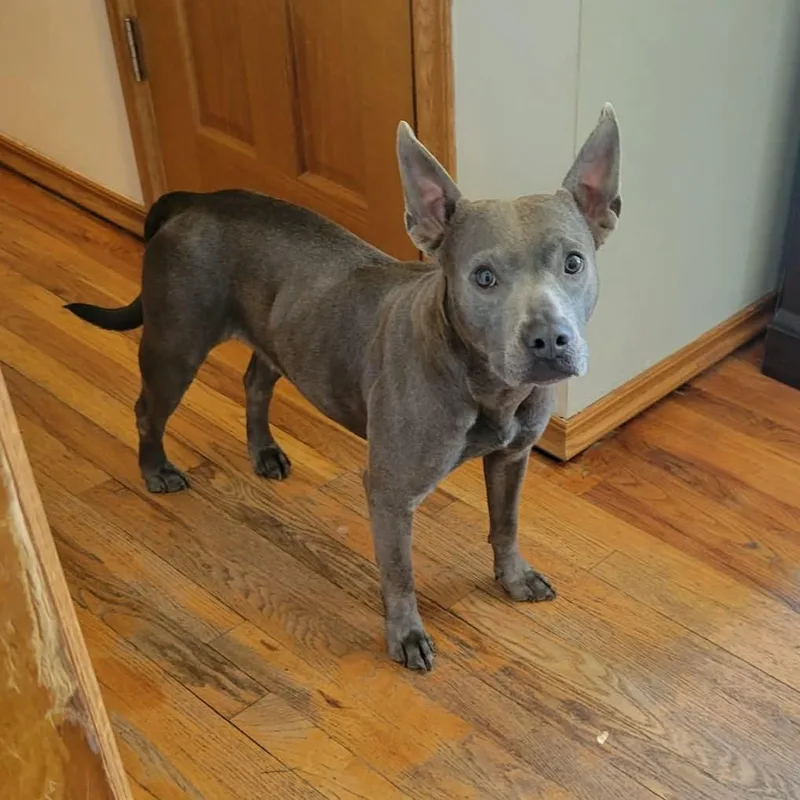 A young medium-sized female Gray / Blue / Silver Pit Bull Terrier dog named Gracie for adoption in Oregon, WI