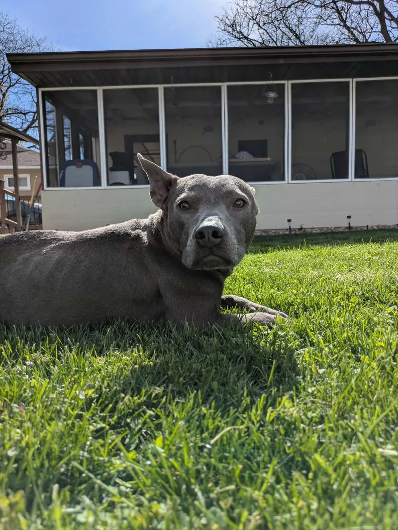 Gracie thumbnail 4
