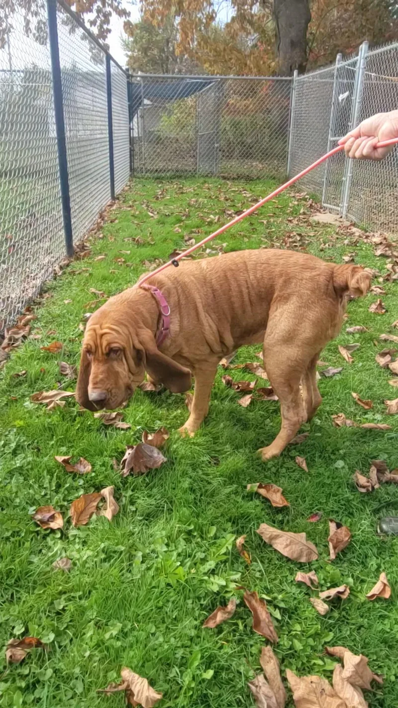 An adult extra large-sized female Bloodhound dog named Duchess for adoption in Salem, OH
