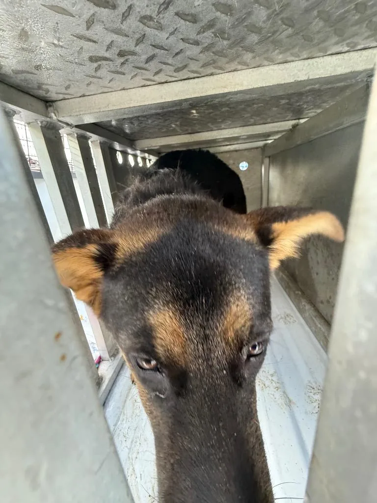 A baby medium-sized male German Shepherd Dog dog named Chase for adoption in Effingham, SC