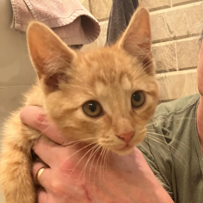 A baby small-sized male Orange / Red Domestic Short Hair cat named Gingerale for adoption in Ferndale, MI