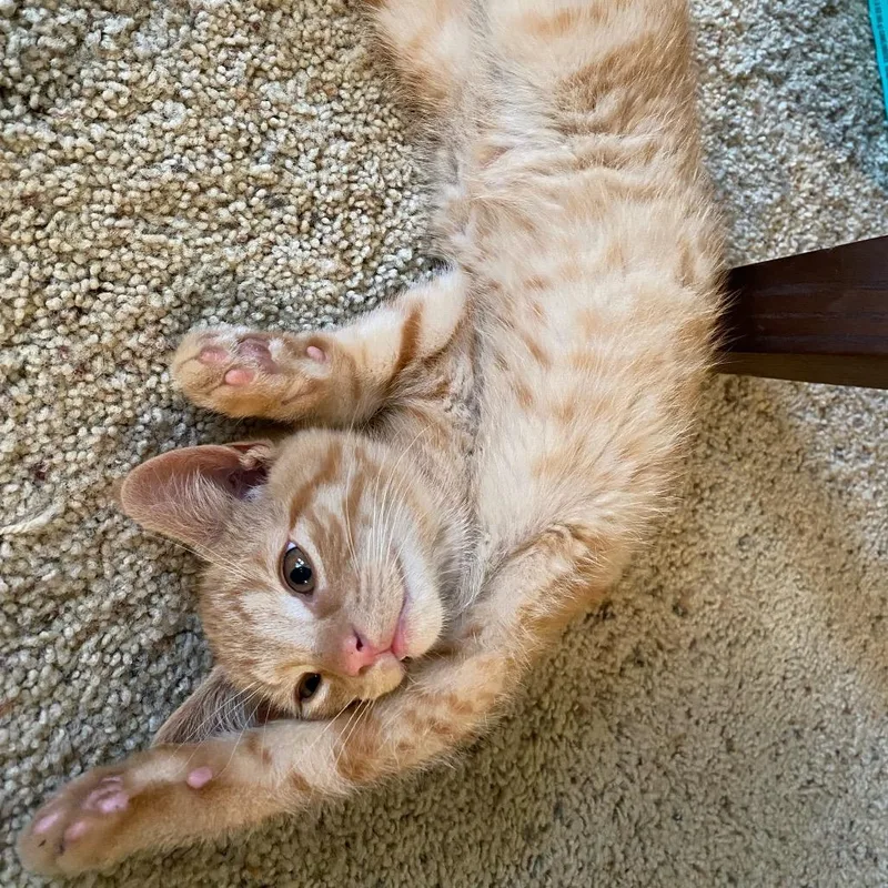 Gingerale thumbnail 3