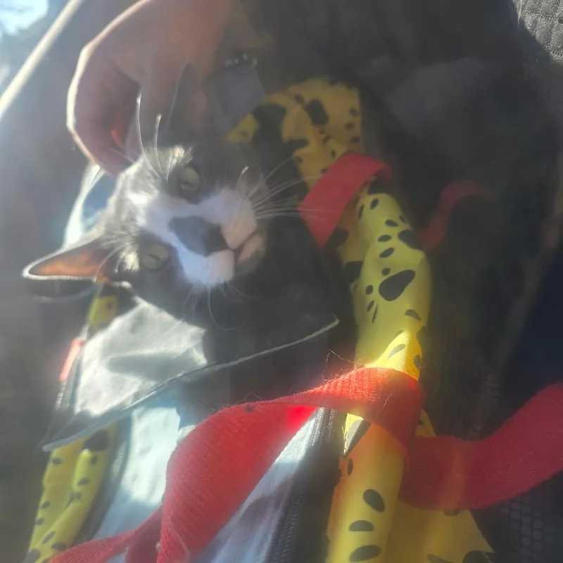 An adult medium-sized male Domestic Short Hair cat named Skylar for adoption in Oceanside, NY