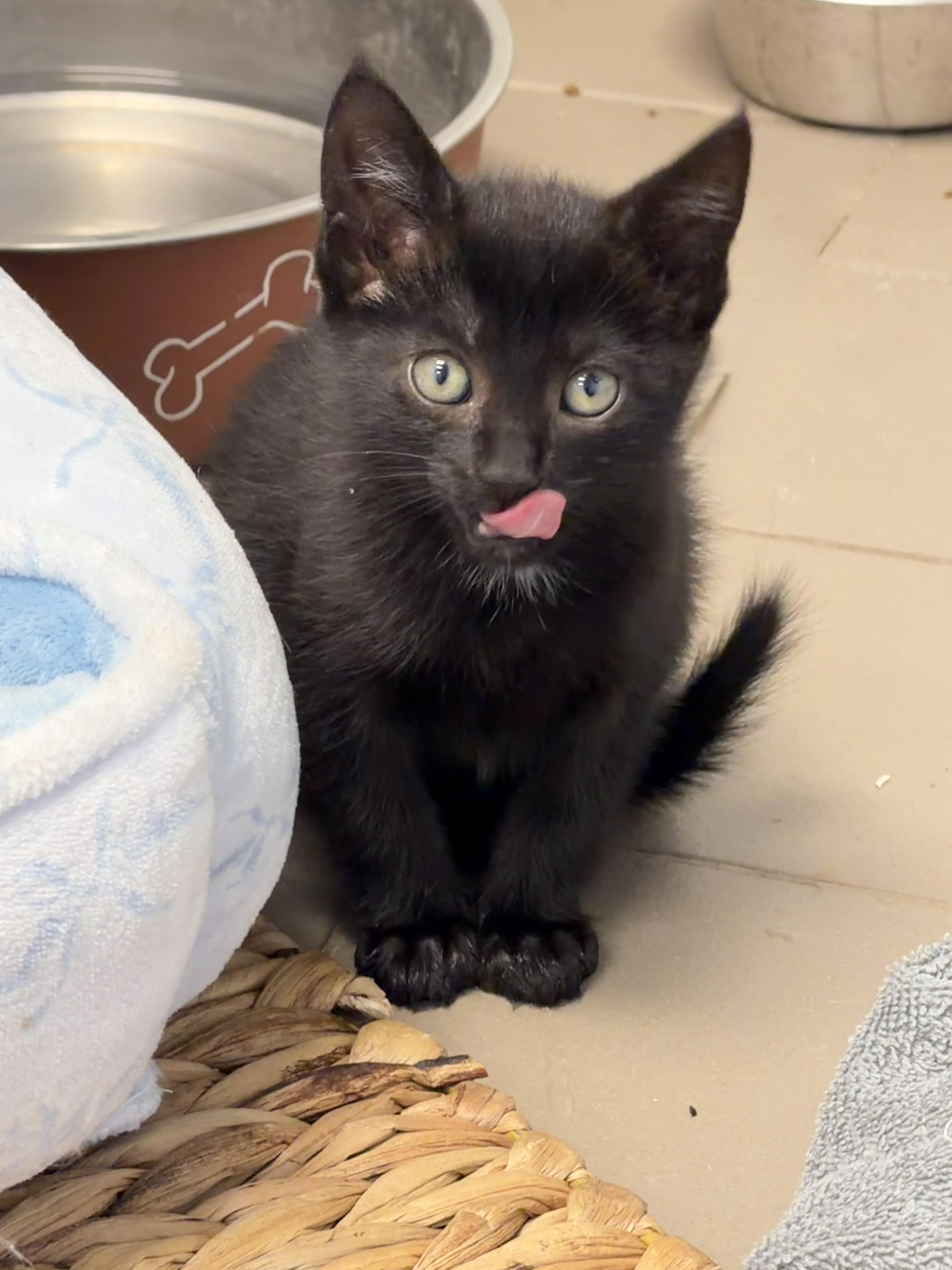 A baby small-sized female Black Domestic Short Hair cat named Onxy of the Three for adoption in Nanuet, NY