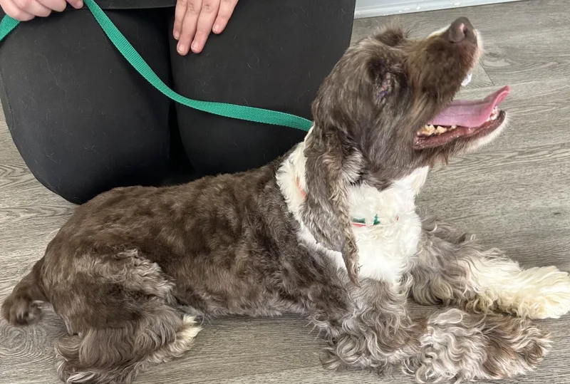An adult medium-sized male Cocker Spaniel dog named Rollie for adoption in Westminster, MD