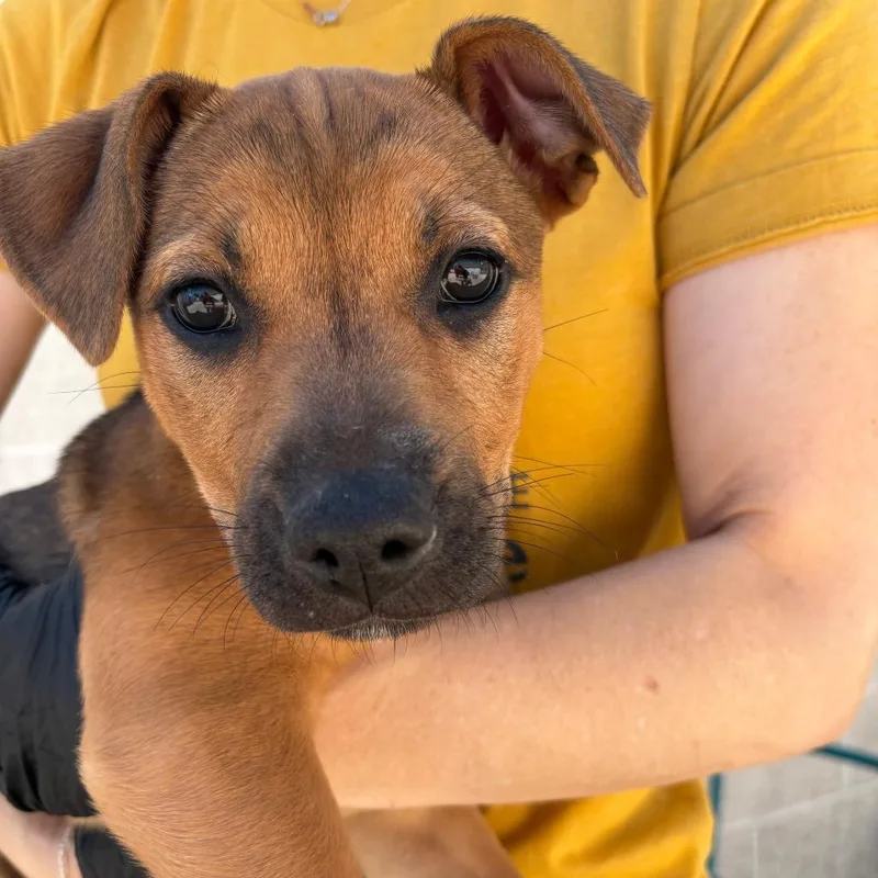 A baby small-sized female Brown / Chocolate Shepherd dog named Bella for adoption in Chesapeake, VA