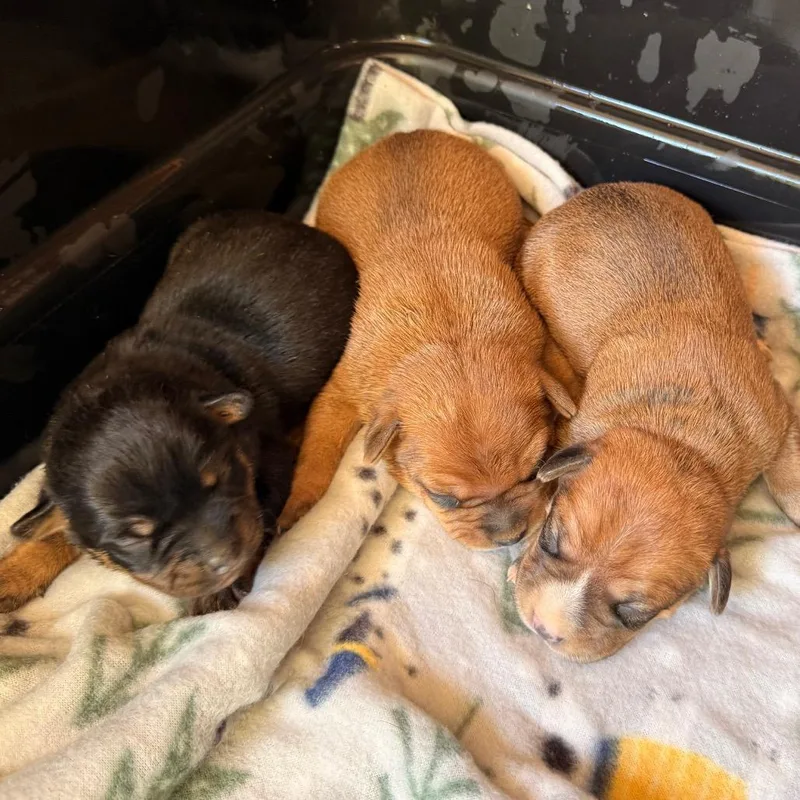 An adult small-sized female Red / Chestnut / Orange Mixed Breed dog named Bb for adoption in Tupelo, MS