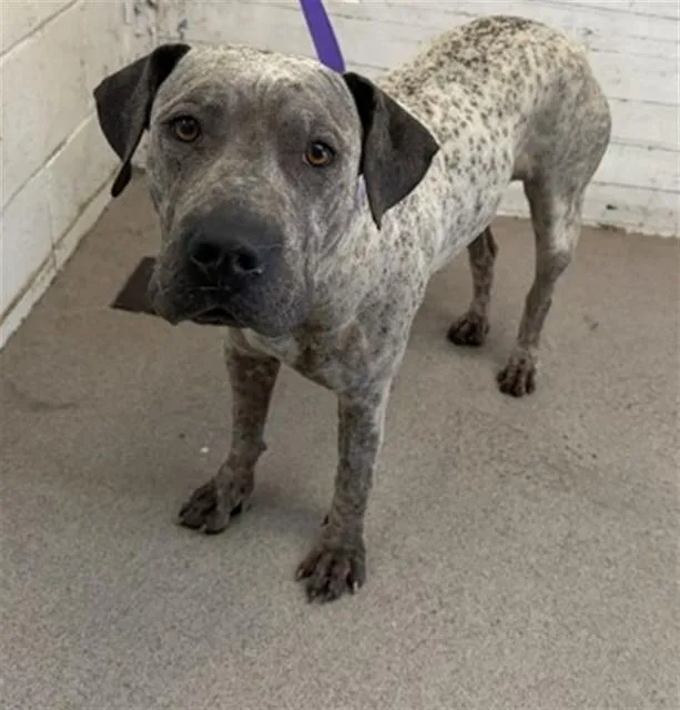 A young large-sized female Australian Cattle Dog / Blue Heeler dog named Jade for adoption in San Bernardino, CA