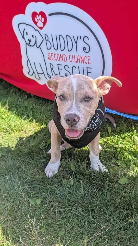 A baby medium-sized male Pit Bull Terrier dog named Thor for adoption in Amherst, NY