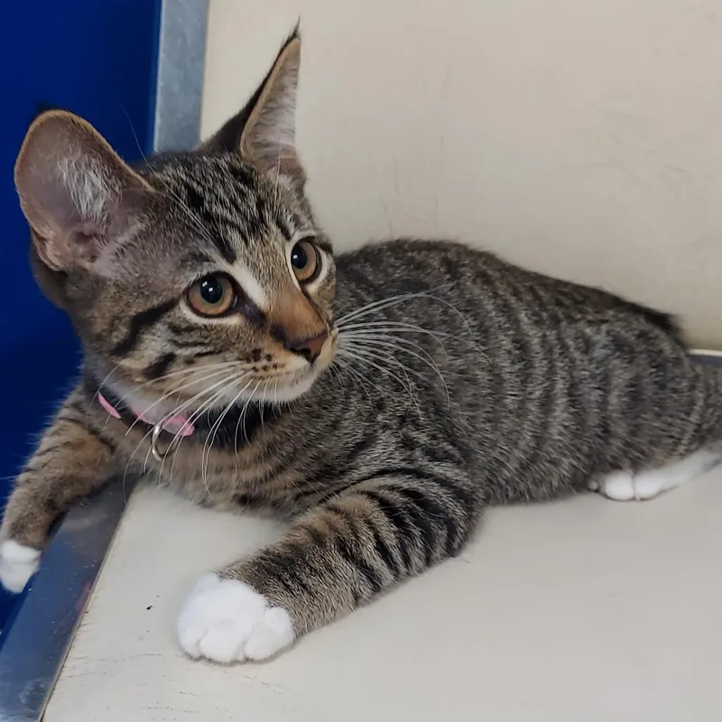 A baby small-sized female Brown / Chocolate Domestic Short Hair cat named Seedling for adoption in Los Angeles, CA
